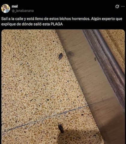 “Explosión demográfica de chinches agua”: qué son los insectos que aparecieron en balcones del AMBA y cuándo desaparecerá