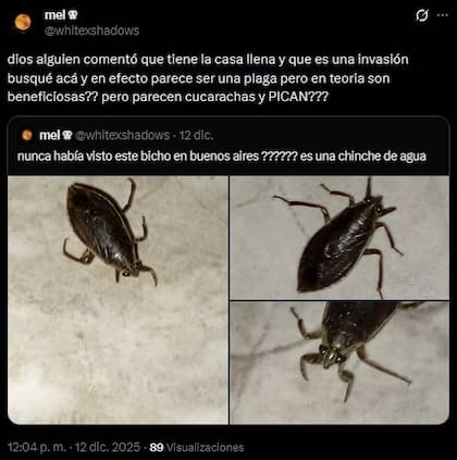 “Explosión demográfica de chinches agua”: qué son los insectos que aparecieron en balcones del AMBA y cuándo desaparecerá