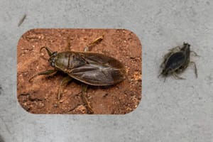 Qué son los insectos que invadieron los balcones del AMBA y cuándo desaparecerán