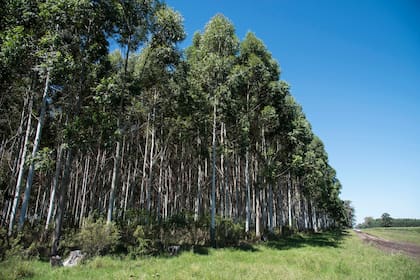 En el primer semestre de 2020, los precios del eslabón primario, representados por la madera en rollo producida en las plantaciones forestales, se ajustaron entre un 20% y un 47%.