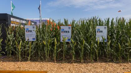 Expoagro 2025 es el espacio ideal para que Stine presente sus últimos lanzamientos y variedades clave, donde la diversificación es la herramienta fundamental para mitigar los riesgos y capturar las oportunidades del mercado.
