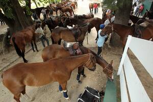 La Argentina es el primer exportador mundial de caballos de polo