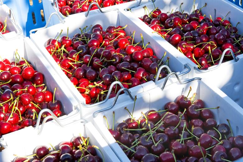 La cosecha de cerezas 2024 busca romper récords en Argentina