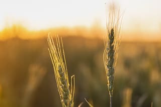 Exportaciones de cereales de Rusia podrían superar 60 millones de toneladas esta temporada, dice lobby