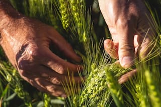 Exportaciones de trigo blando de la UE en 2025/26 aumentan 10% al 22 de febrero