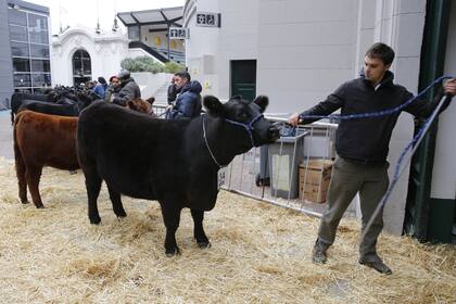Como todos los años, viene la mejor genética