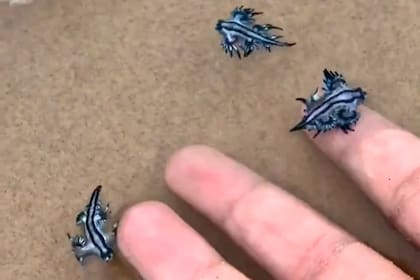 Extrañas babosas marinas llegaron a las playas de Texas y Carolina del Norte