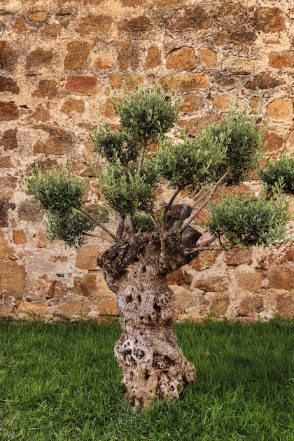 Un olivo muy antiguo en el Parador de Plasencia