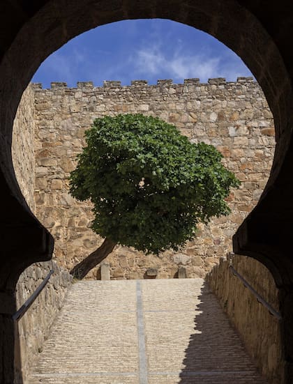 Una higuera bravía en la entrada del castillo de Trujillo