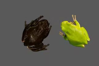 Las ranas negras de Chernobyl nos muestran la evolución en tiempo real