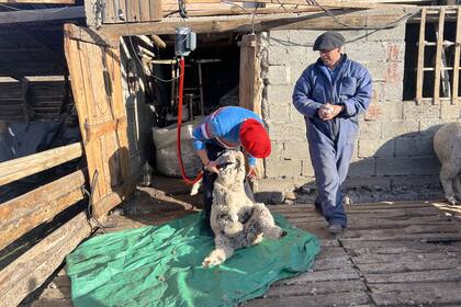 Fabio Reuque y su papá realizan la pelada de ojos y descole de los corderos