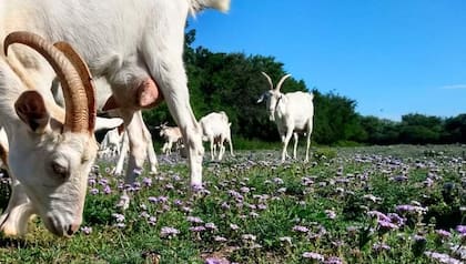 Fábrica de quesos La Colorada, en Traslasierra, Córdoba, elabora quesos a base de leche de cabra