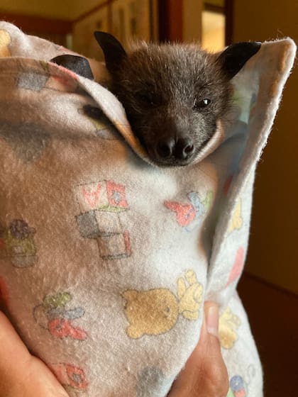 Facebook Kangaloola Wildlife Shelter Inc.