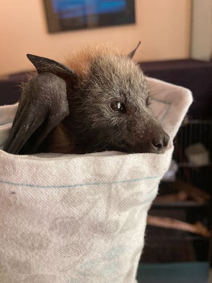 Facebook Kangaloola Wildlife Shelter Inc.