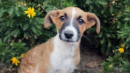 Facebook / Proyecto 4 patas