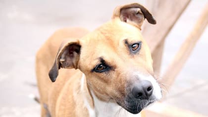 Facebook / Proyecto 4 Patas