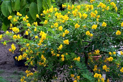 Fácil de cultivar, resistente y de generosa en floración, el sen del campo es belleza funcional para jardines con sentido