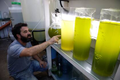 Facundo Bernatene controla la temperatura de las algas, alimento para los peces en cautiverio