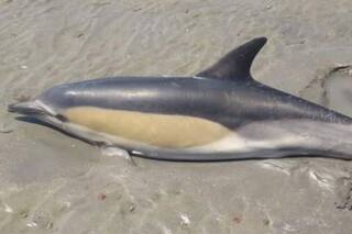 Pequeño héroe: un chico de 5 años rescató a un delfín de la playa en Las Grutas