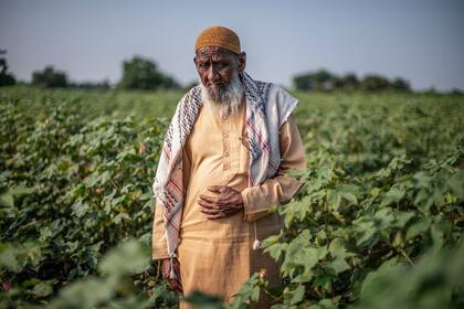 Fakir Mohammed camina por su cosecha de algodón.