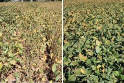 Fallas de control de la mancha marrón Vs. control efectivo