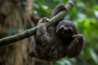 Fallece otro perezoso de Sloth World en Florida; investigan al parque por la muerte de 31 animales