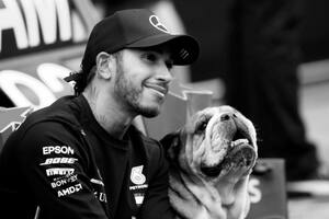 Murió Roscoe, el famoso perro de Lewis Hamilton: “Tuve que tomar la decisión más difícil de mi vida”