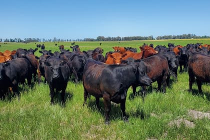Falta oferta en el mundo