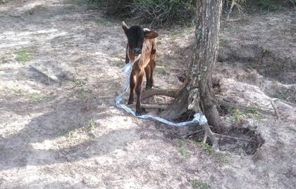 Falta pasto para mantener la hacienda por la sequía. Gentileza productores