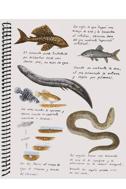 Los cuadernos de Marce eran monotemáticos: por imitación o por gusto, solo dibujaba animales: minúsculos, enormes, mamíferos, anfibios, reptiles 