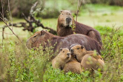 Familia de carpinchos en los Esteros del Iberá.