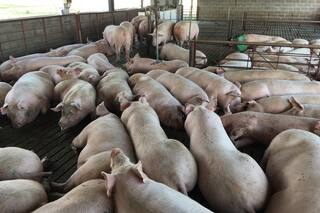 Porcinos: en el camino para impulsar un plan estratégico hacia el 2030