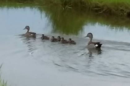 Familia de patos. Ver a los animales es asistir a los espectáculos asombroso que la naturaleza siempre tiene para ofrecer