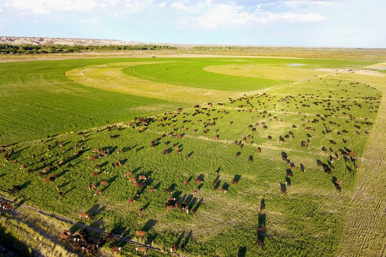 De desierto a oasis: cómo la familia García Parra convirtió 20.000 hectáreas en un modelo de ganadería sustentable