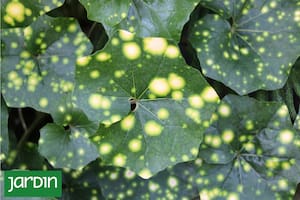 El secreto detrás de las hojas manchadas de esta planta ideal para la sombra
