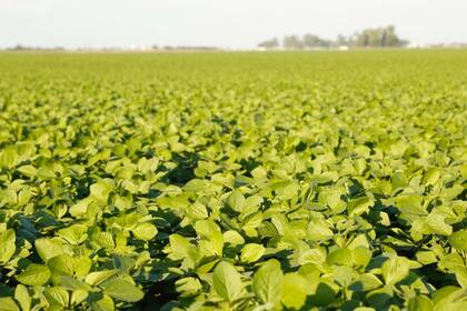 Faroldi: "La capacitación es clave para ser un buen multiplicador, porque el proceso pasa por muchas etapas y muchos participantes"