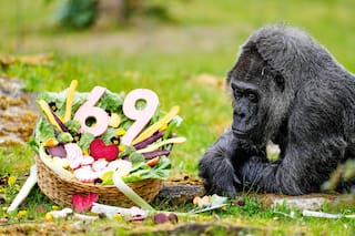 Fatou, la gorila en cautiverio más longeva del mundo, cumple 69 años