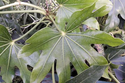 Fatsia japonica. En otoño produce inflorescencias llamativas, con flores blanco cremoso, carnosas, como estrelladas, que contrastan con el color oscuro del follaje. Los frutos son bayas negras brillantes, apetecidas por las aves.