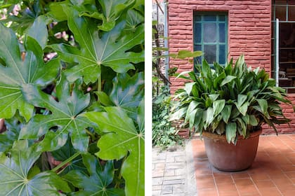 Fatsia japonica (izq.) y Aspidistra elatior (der.)