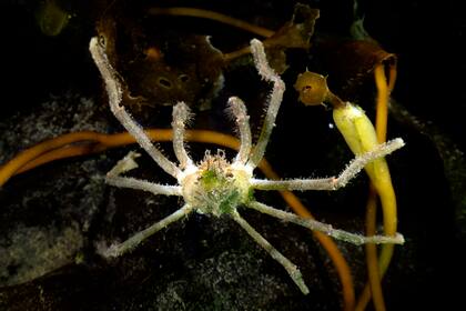 Fauna autóctona de los bosques sumergidos