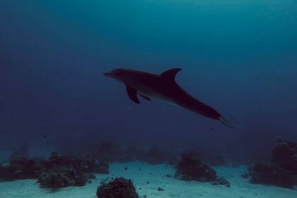 Fauna diversa en las profundidades del Mar Rojo