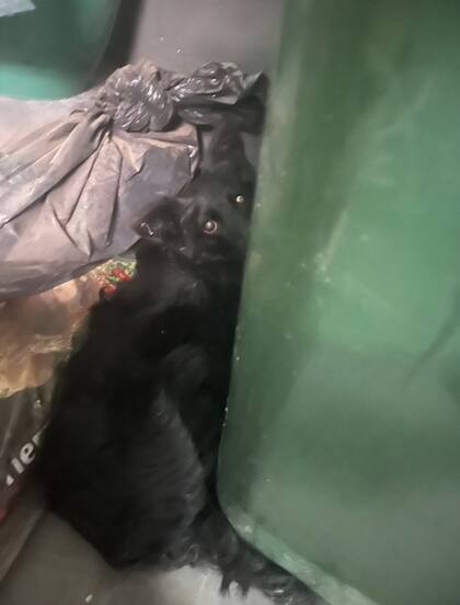 Fausto apareció escondido detrás de un contenedor de basura en el barrio de San Telmo.