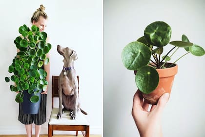 Favorita de muchos influencers de decoración y jardinería, la pilea le debe gran parte de su fama a Instagram.