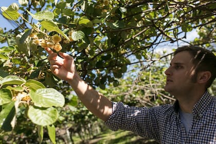 Federico Olivieri está al frente de El kiwal de Macedo, muy cerca de Madariaga que exporta casi 300.000 kilos de kiwi.