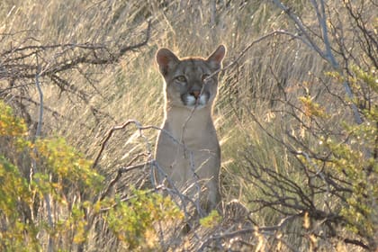 Federico Rodríguez Zahn: “Nadie está pidiendo la eliminación de ninguna especie, sino la coexistencia entre la actividad ganadera y la fauna nativa, nadie quiere erradicar pumas, guanacos ni zorros"