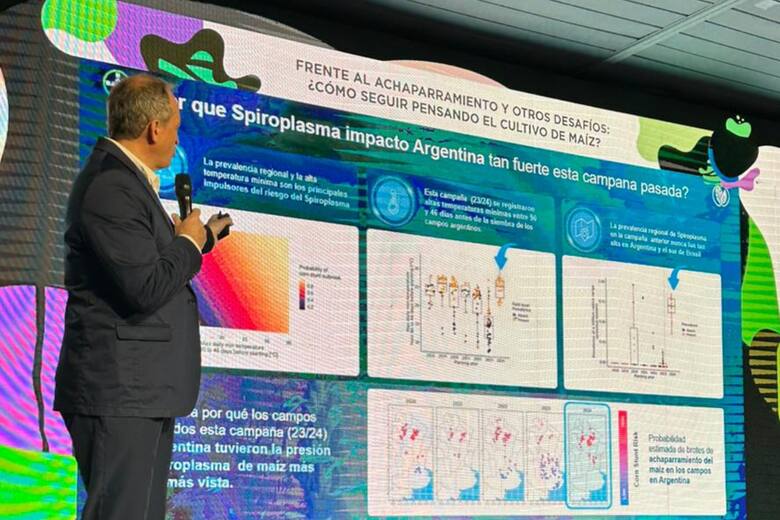 Chicharrita: el desafío del maíz que agita a la agricultura en Argentina
