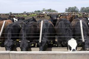 Hacienda en verano: cómo hacer frente al estrés calórico