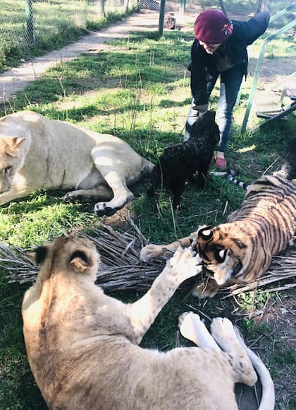 Felinos en el zoológico de Luján