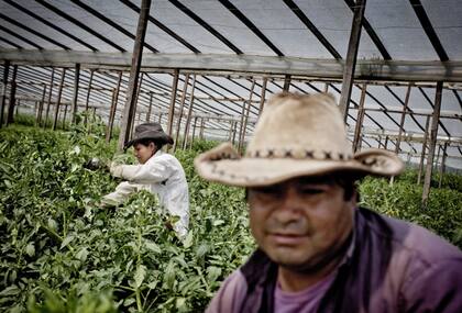 Felipe y María Luz desmalezan las plantas de tomate.