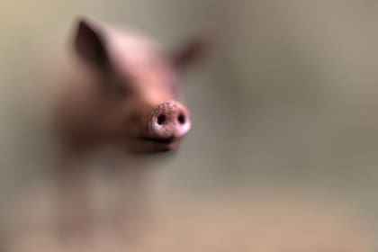 Durante los brotes iniciales en Malasia, que también afectaron a Singapur, la mayoría de las infecciones humanas se debieron al contacto directo con cerdos enfermos o sus secreciones contaminadas.